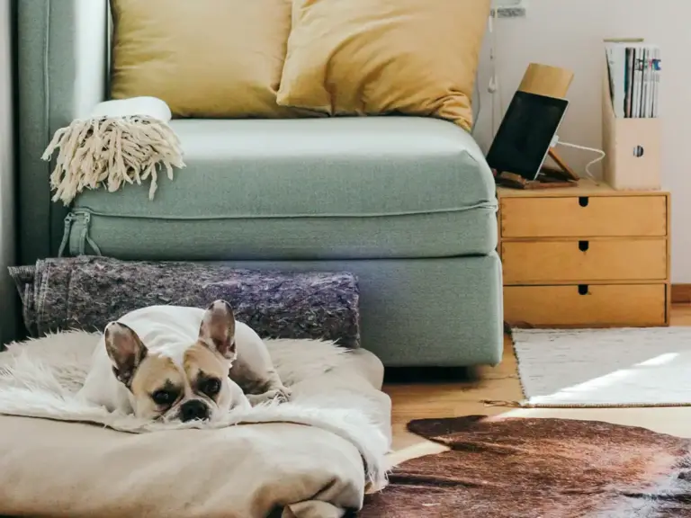 Airbnb Policy For Service Animals And ESAs